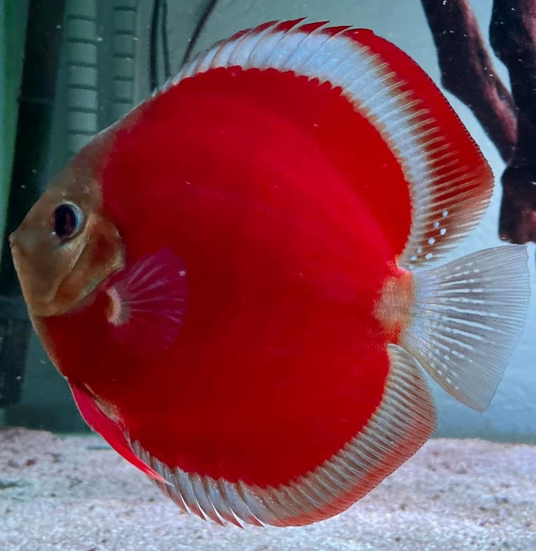RED COVER Discus